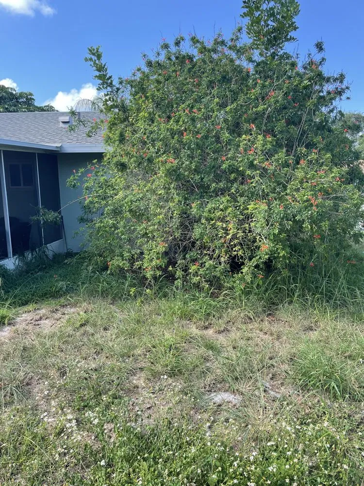 Reliable yard cleanup service in Vero Beach, FL - Levels Up