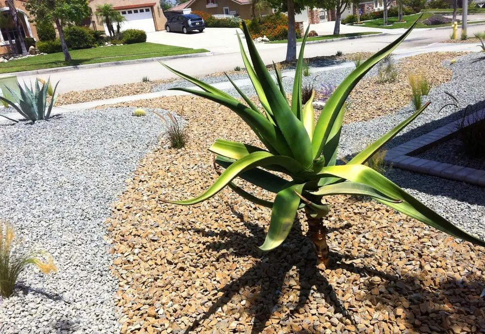 Local lawn care service experts serving Riverside, CA - Levi Landscaping