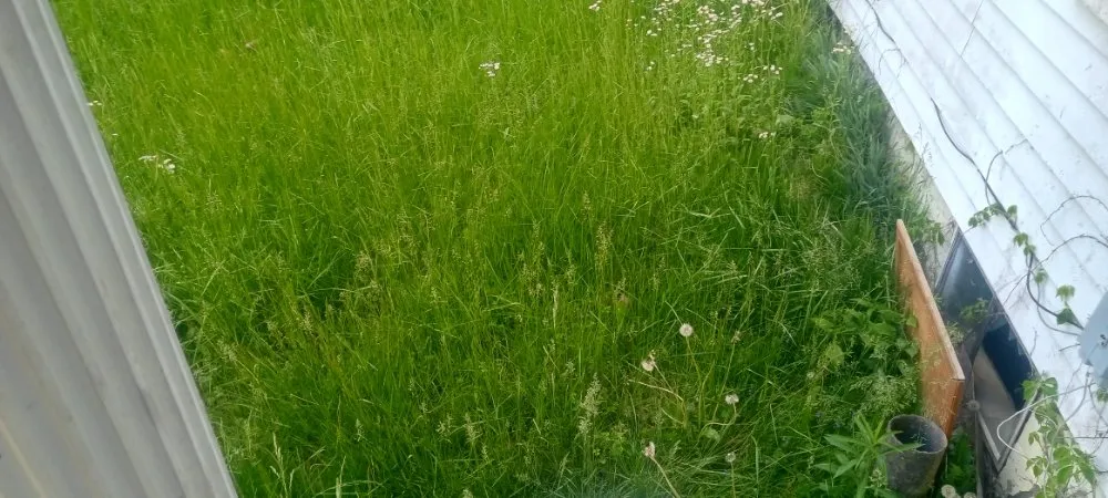 Top-rated residential landscaping experts serving Grafton, WV - Levi Lawn care