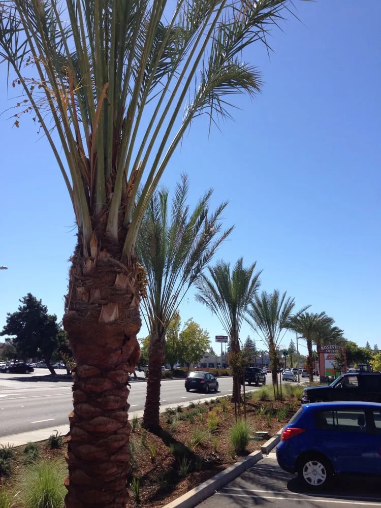 Reliable garden landscaping with custom design across Riverside, CA - Levi's Landscaping