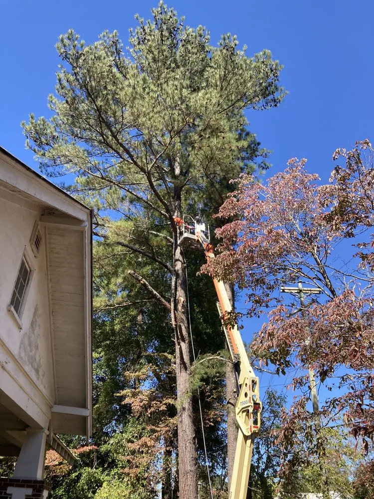 Top-rated landscaping services in Moncks Corner, SC - Levi’s Timber to Remember