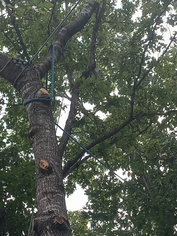 Top-rated outdoor landscaping for outdoor upgrades in Anderson, MO by Levi's Tree and Lawn Service