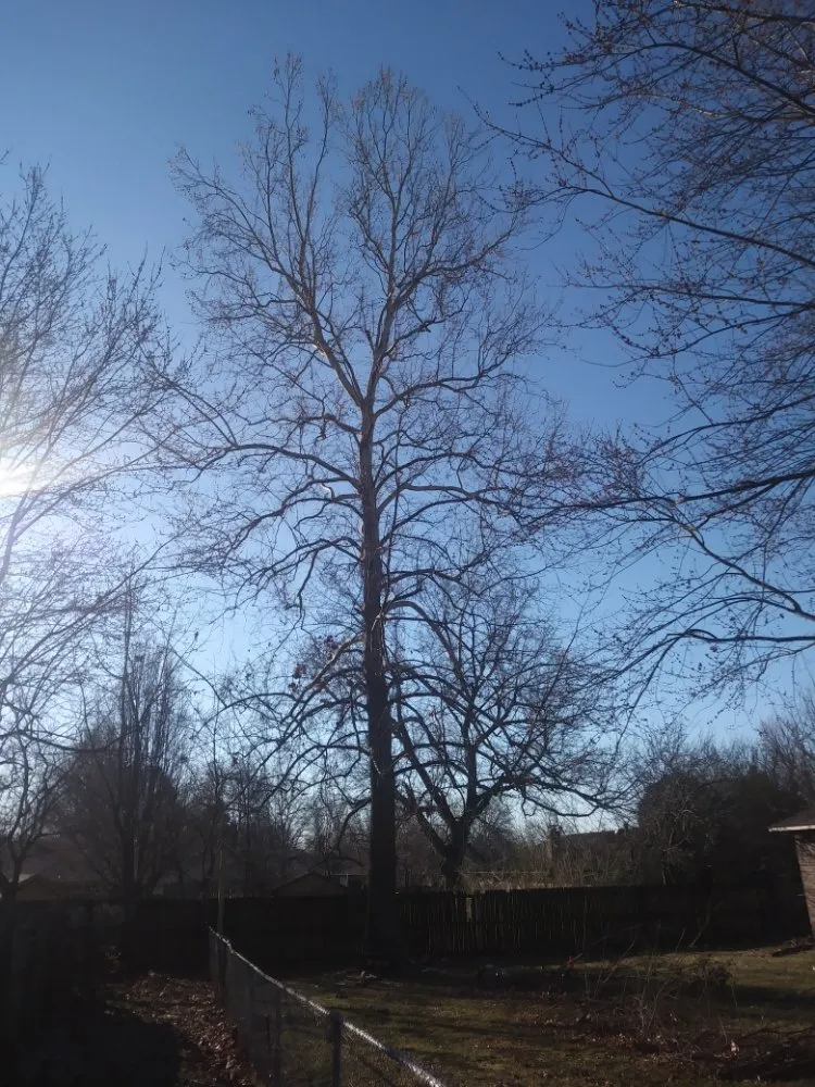 Affordable lawn mowing service experts serving Anderson, MO - Levi's Tree and Lawn Service