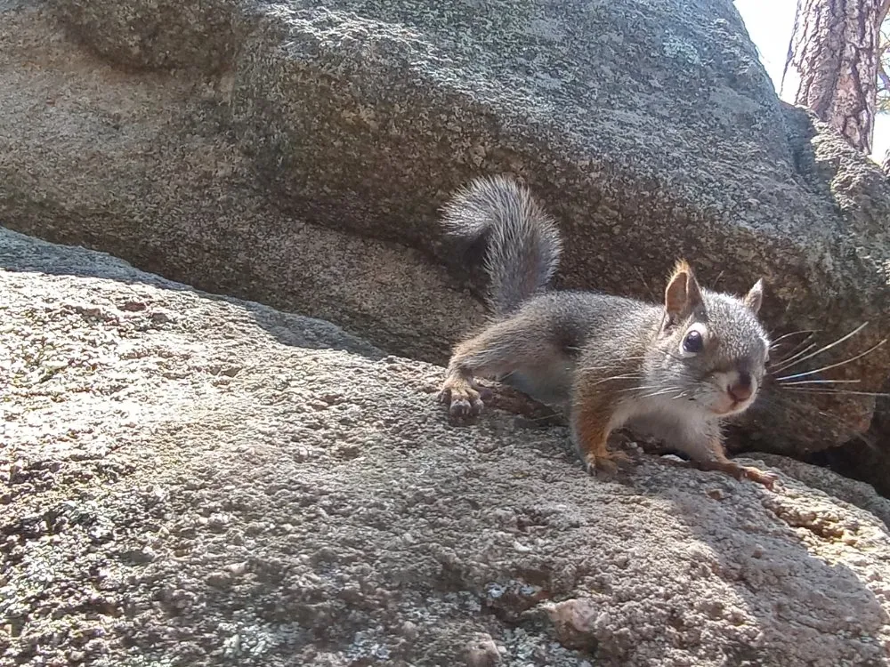 Custom yard cleanup service with custom design across Anderson, MO - Levi's Tree and Lawn Service