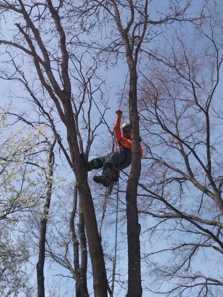 Affordable lawn mowing service experts serving Anderson, MO - Levi's Tree and Lawn Service