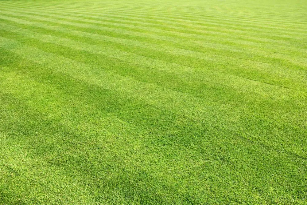 Trusted lawn care service for residential properties in Fort Collins, CO by Levo Lawn Care