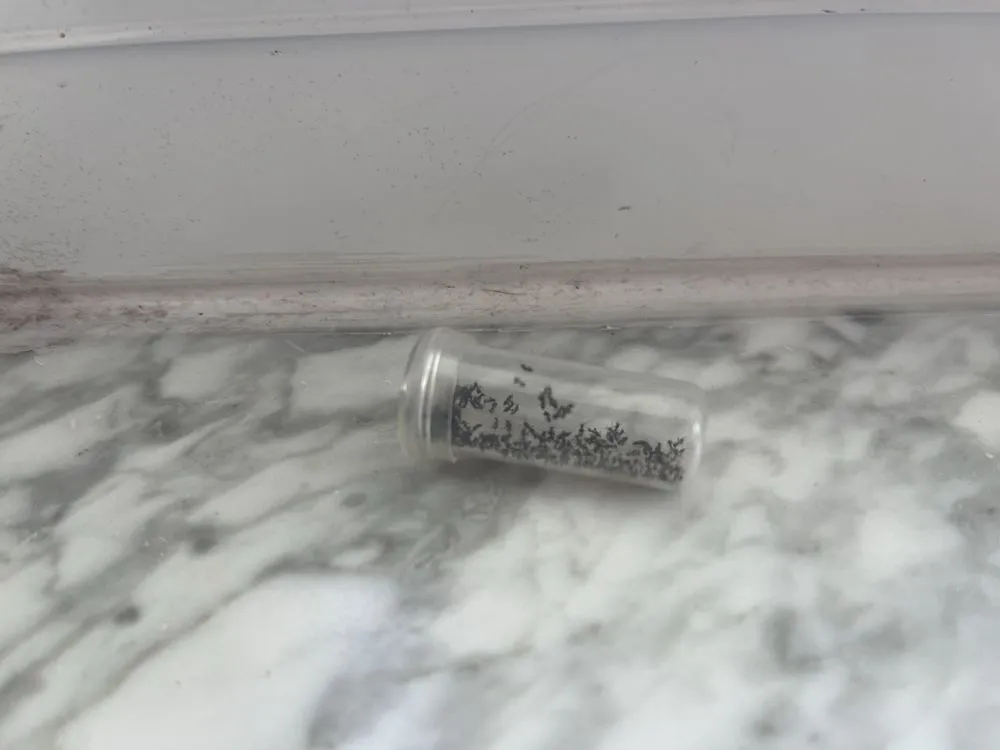 Professional yard maintenance for homes in Boca Raton, FL by Levy Environmental