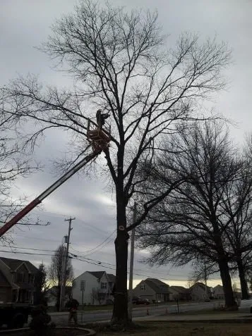 Affordable yard maintenance in Felton, PA - Lewis Burns Tree Service