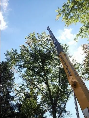 Affordable yard maintenance in Felton, PA by Lewis Burns Tree Service