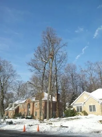 Local yard maintenance in Felton, PA - Lewis Burns Tree Service