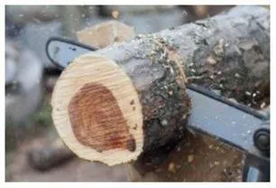 Professional yard maintenance for outdoor upgrades across Felton, PA - Lewis Burns Tree Service