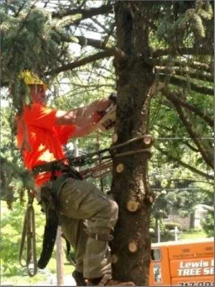 Expert residential landscaping experts serving Felton, PA - Lewis Burns Tree Service