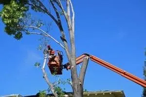 Custom residential landscaping for residential properties in Felton, PA by Lewis Burns Tree Service