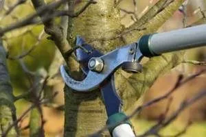 Lewis Burns Tree Service Logo