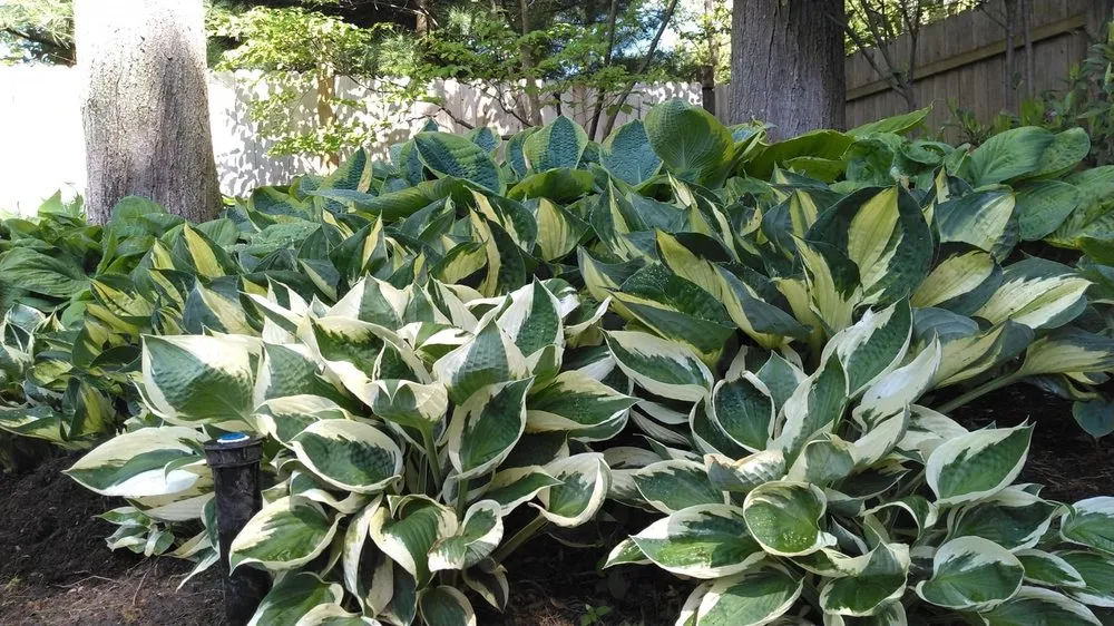 Trusted garden landscaping in Norwood, NJ - Lewis Landscapes Naturally