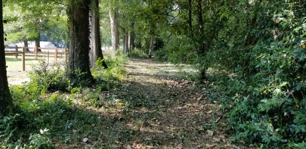 Reliable landscape design in Ridge Spring, SC by Lewis landscaping and tree care