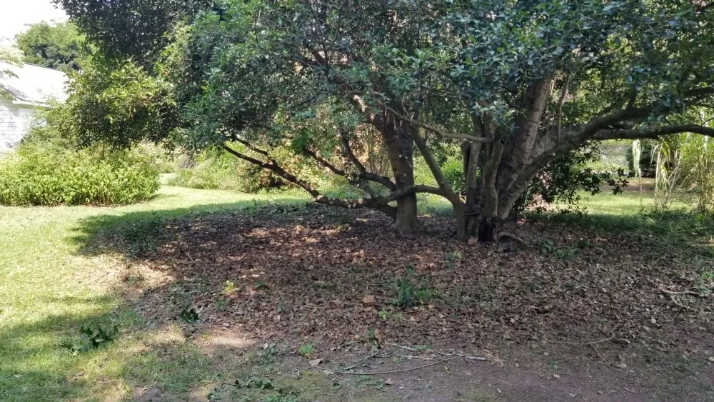 Trusted residential landscaping for year-round maintenance across Ridge Spring, SC - Lewis landscaping and tree care