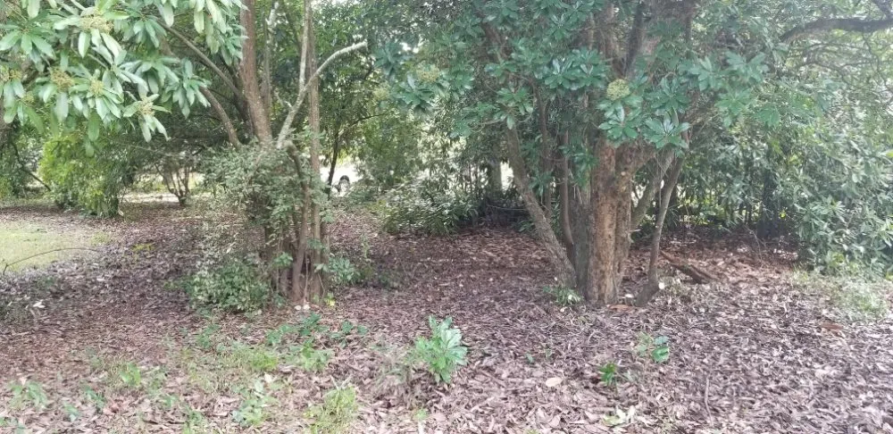 Reliable residential landscaping for outdoor upgrades across Ridge Spring, SC - Lewis landscaping and tree care