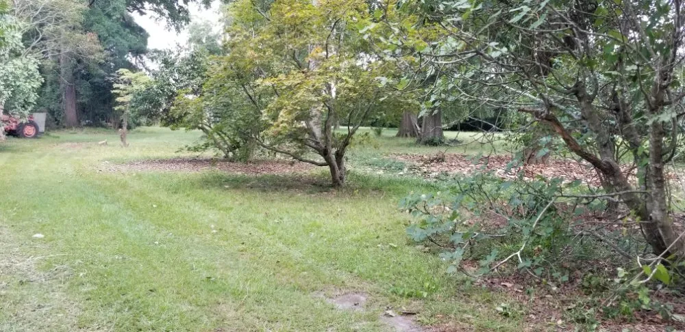 Trusted lawn mowing service experts serving Ridge Spring, SC - Lewis landscaping and tree care