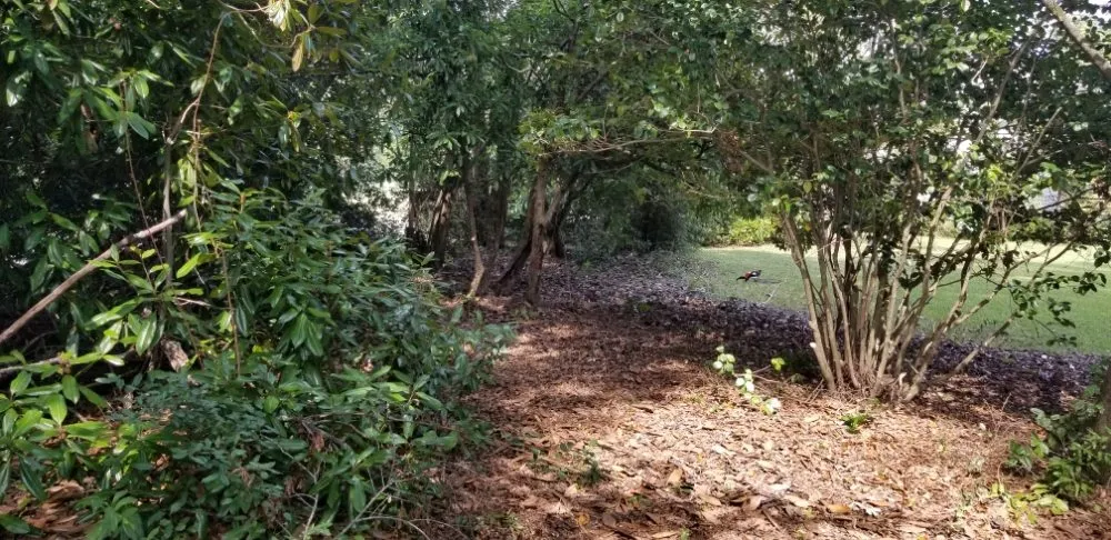 Local yard maintenance experts serving Ridge Spring, SC - Lewis landscaping and tree care