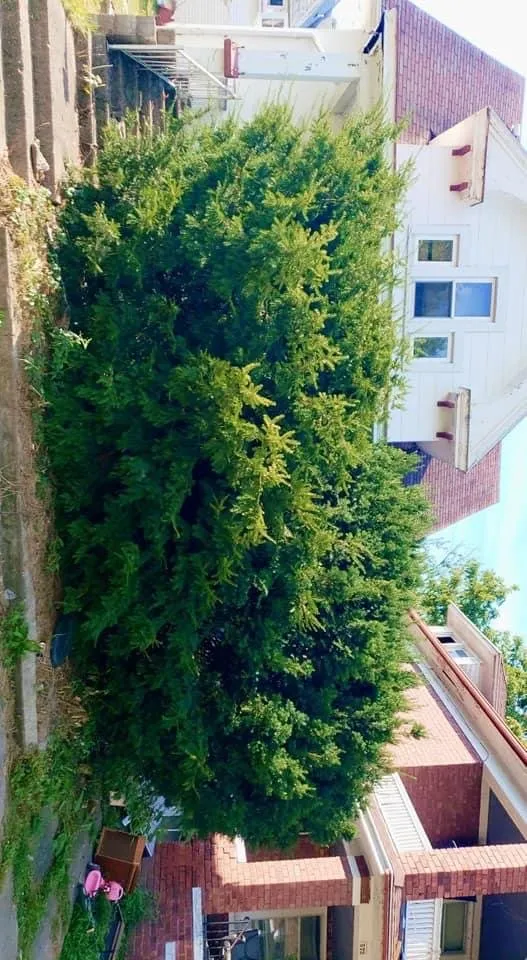 Local landscape design in Galesburg, IL by Lewis Lawn Care