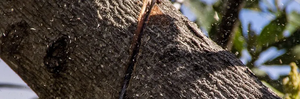 Affordable landscape installation for homes across Osceola, AR - Lewis Lawn Care