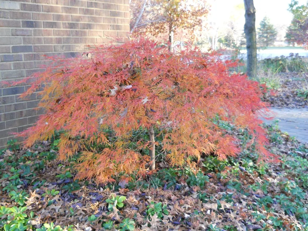 Local landscape design for year-round maintenance across Bellbrook, OH - Lewis Nursery & Landscaping