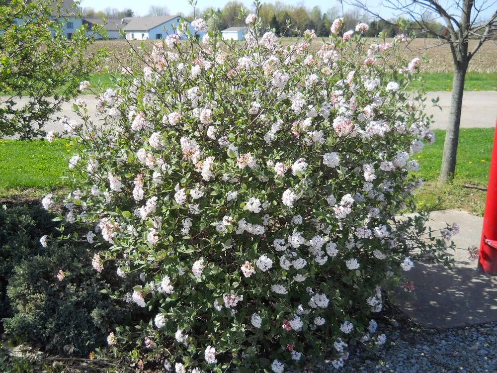 Trusted residential landscaping in Bellbrook, OH - Lewis Nursery & Landscaping