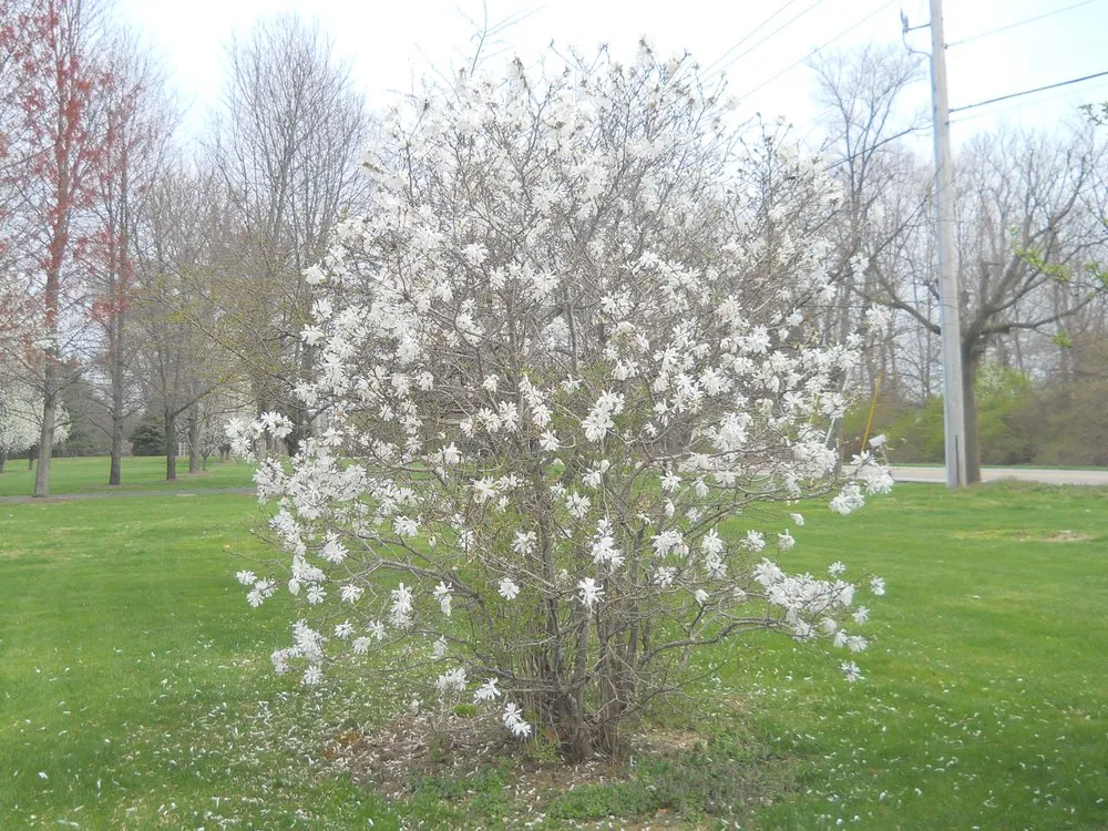 Reliable landscape installation near you across Bellbrook, OH - Lewis Nursery & Landscaping
