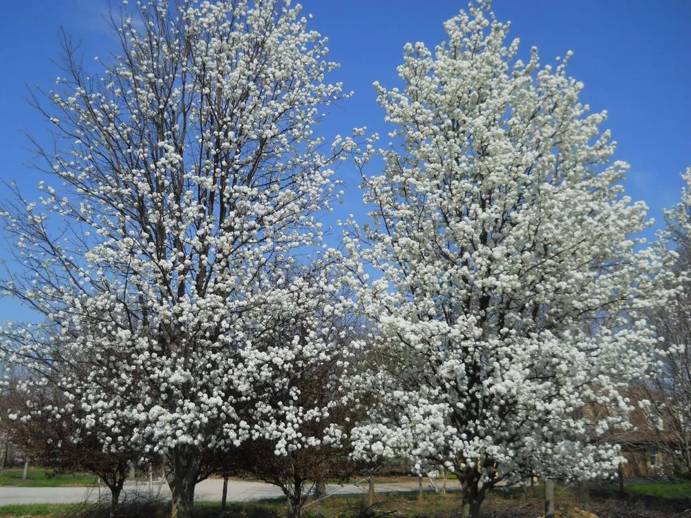 Reliable outdoor landscaping for year-round maintenance across Bellbrook, OH - Lewis Nursery & Landscaping