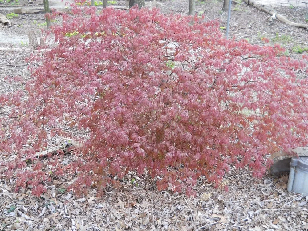 Expert landscape installation near you in Bellbrook, OH by Lewis Nursery & Landscaping