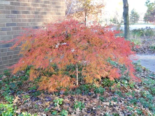 Lewis Nursery & Landscaping