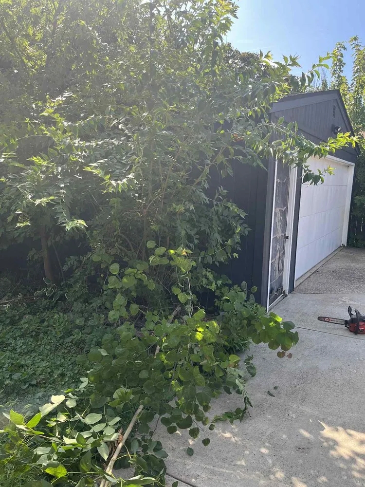 Expert yard cleanup service in Champaign, IL by Lewis Property Maintenance