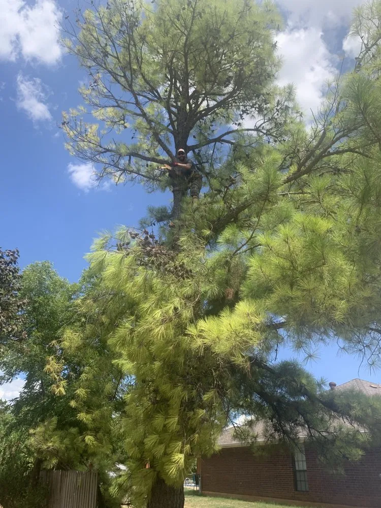 Expert lawn care service experts serving Duncan, OK - Lewis Tree Service