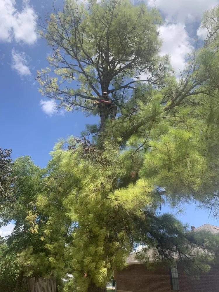 Local landscape design in Duncan, OK - Lewis Tree Service