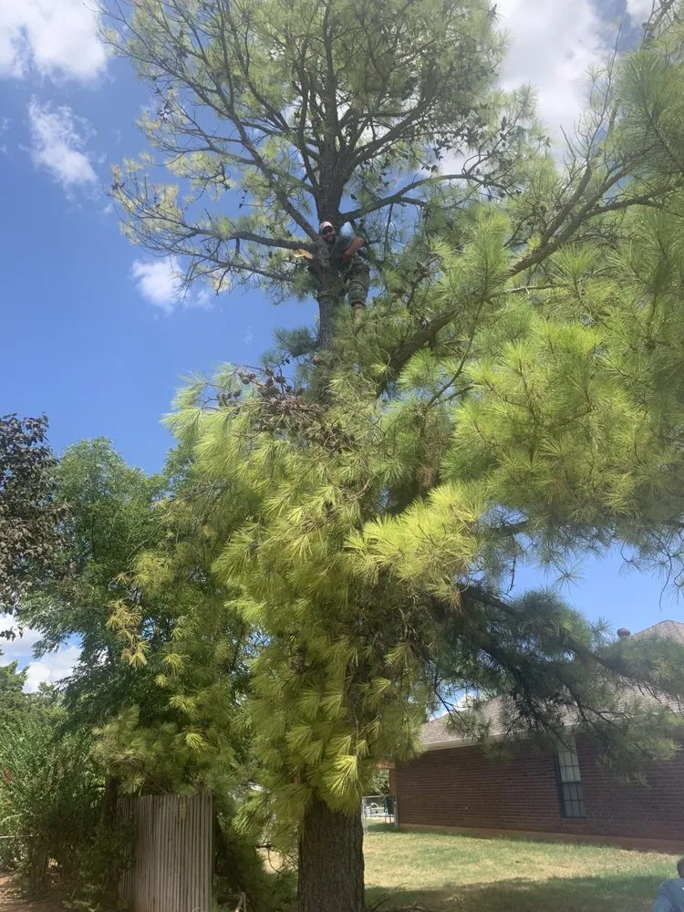 Professional landscaping services in Duncan, OK by Lewis Tree Service