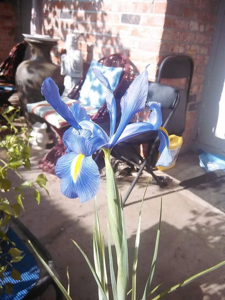 Affordable landscape installation with custom design across Shreveport, LA - Lex Plant Farm & Garden Center