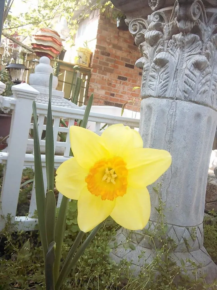 Reliable lawn care service experts serving Shreveport, LA - Lex Plant Farm & Garden Center