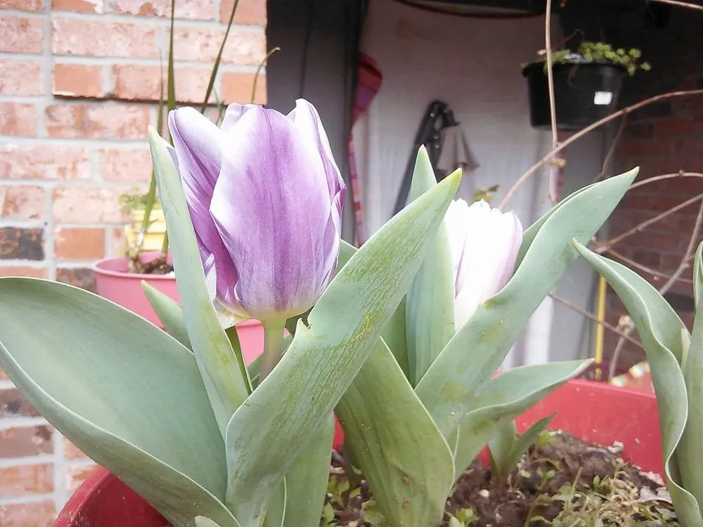 Affordable residential landscaping experts serving Shreveport, LA - Lex Plant Farm & Garden Center