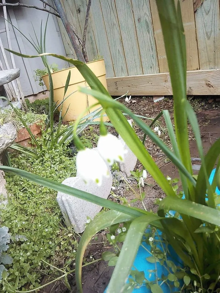 Professional outdoor landscaping in Shreveport, LA - Lex Plant Farm & Garden Center