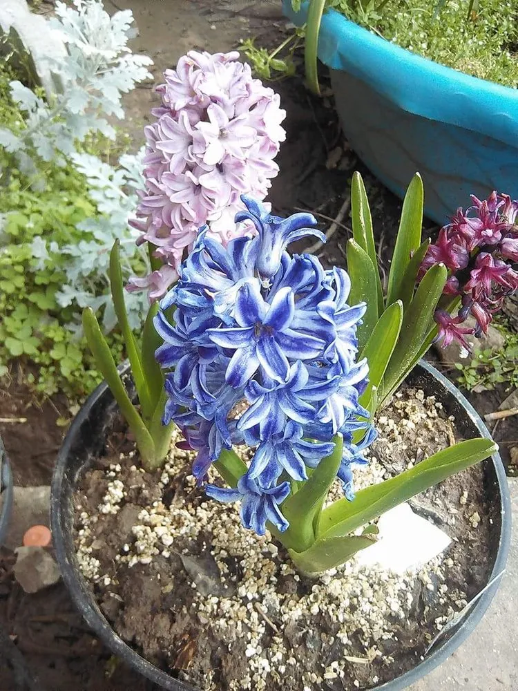 Custom yard maintenance for residential properties across Shreveport, LA - Lex Plant Farm & Garden Center