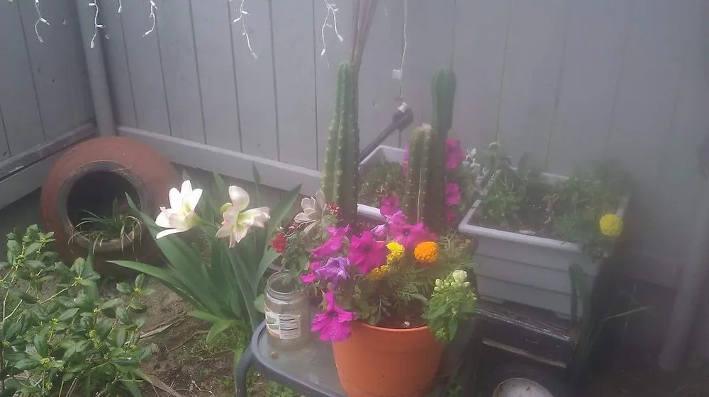 Top-rated yard cleanup service in Shreveport, LA by Lex Plant Farm & Garden Center