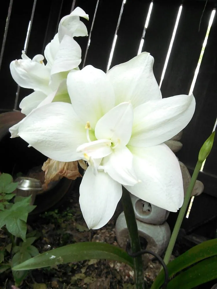 Affordable outdoor landscaping in Shreveport, LA - Lex Plant Farm & Garden Center