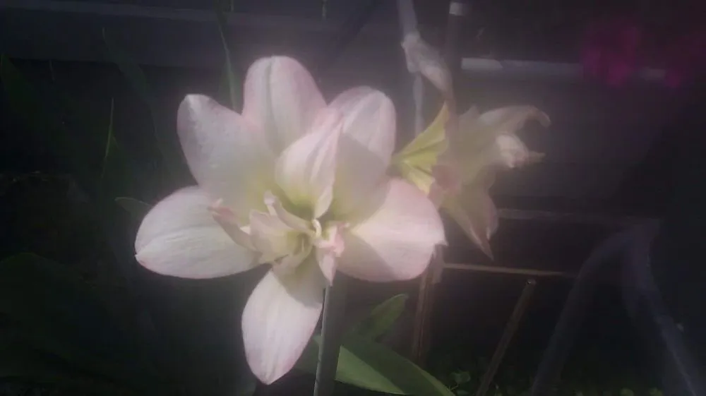 Professional residential landscaping in Shreveport, LA by Lex Plant Farm & Garden Center