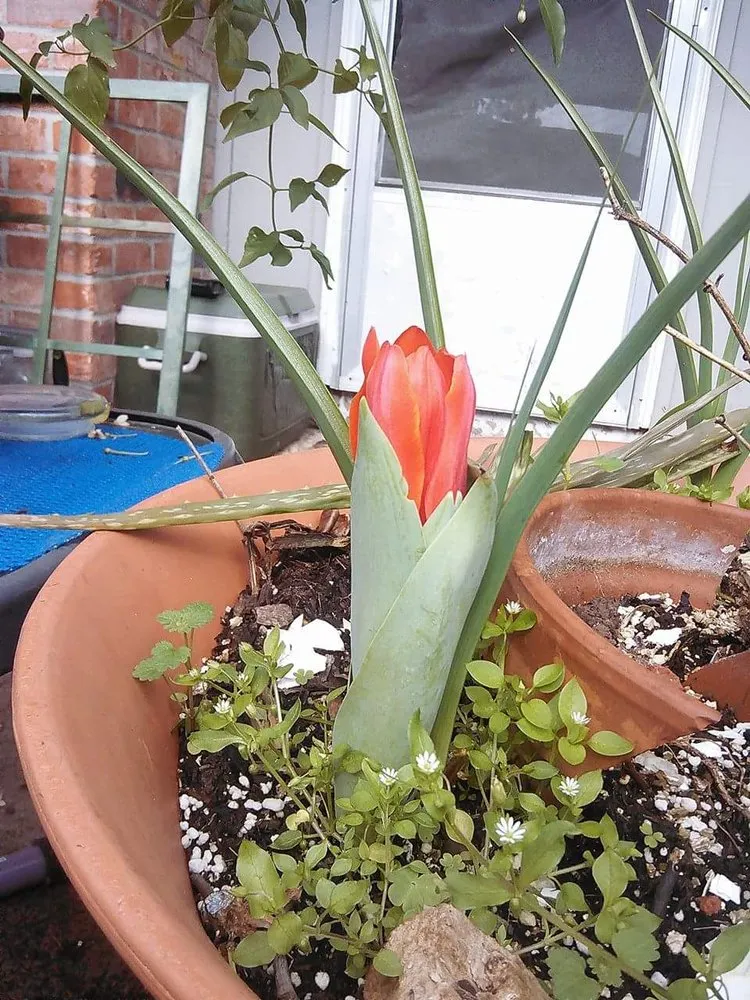 Custom garden landscaping for beautiful yards across Shreveport, LA - Lex Plant Farm & Garden Center