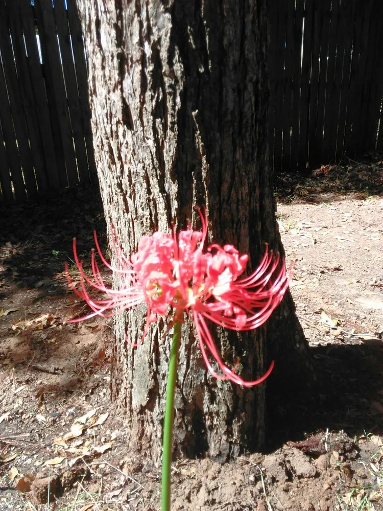 Affordable outdoor landscaping for beautiful yards in Shreveport, LA by Lex Plant Farm & Garden Center