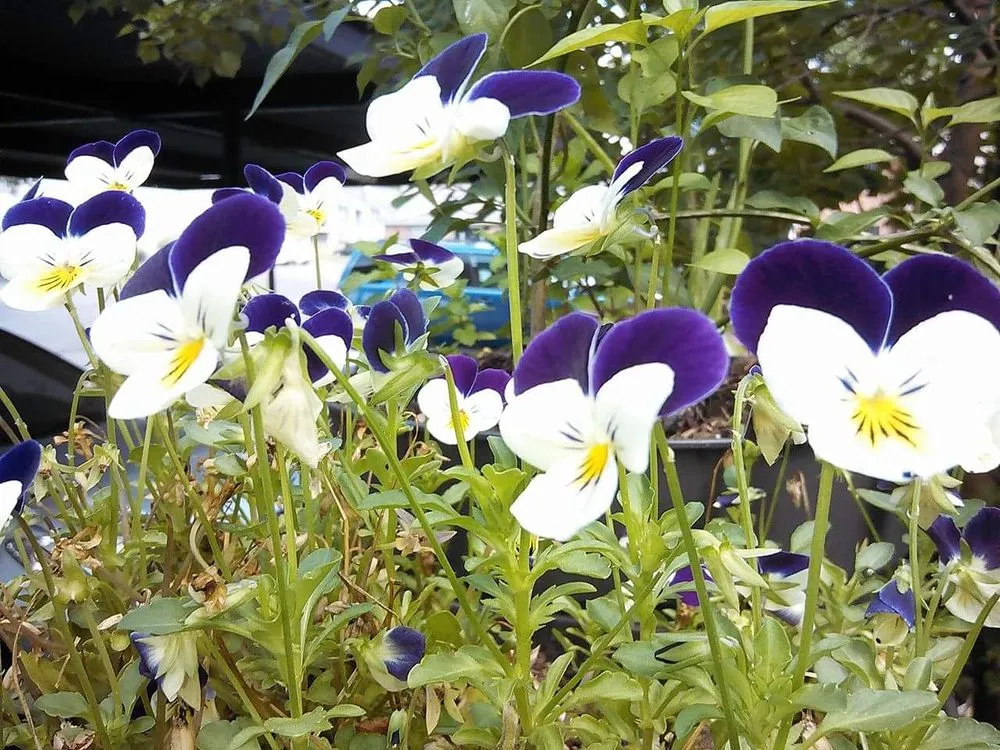 Custom yard cleanup service in Shreveport, LA - Lex Plant Farm & Garden Center