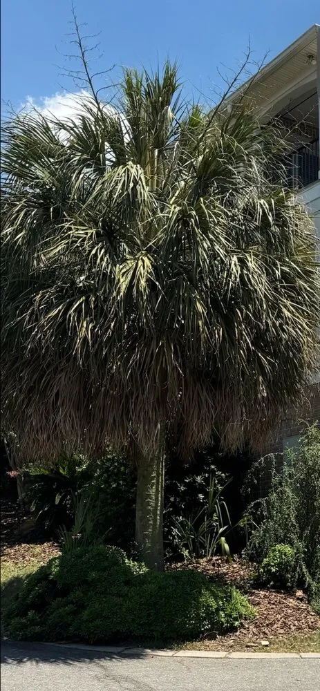 Top-rated yard maintenance in West Columbia, SC - Lexington Landscaping