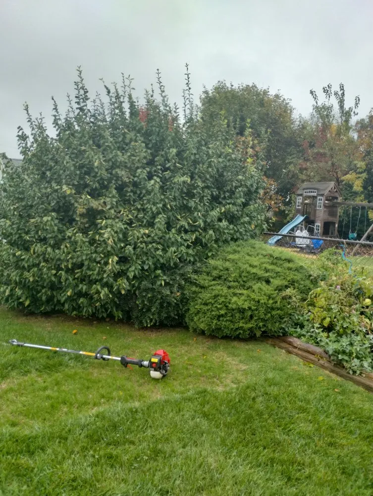 Custom yard cleanup service in West Columbia, SC - Lexington Landscaping