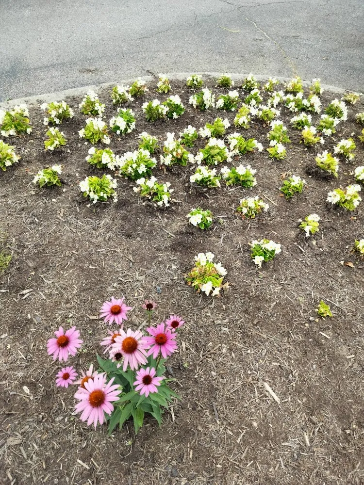 Top-rated outdoor landscaping in Lexington-Fayette, KY - Lexington Lawn Services